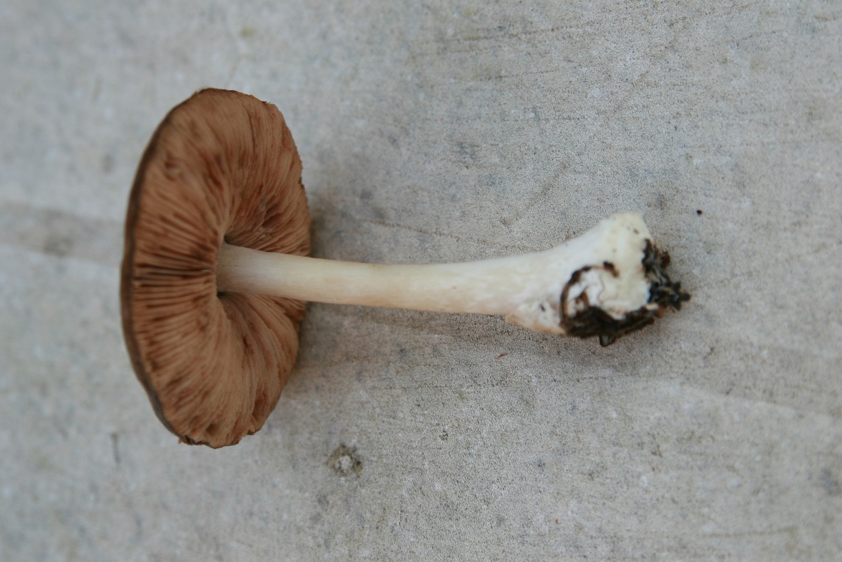 Volvariella gloiocephala
